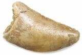 Serrated Raptor Tooth - Real Dinosaur Tooth #376472-1
